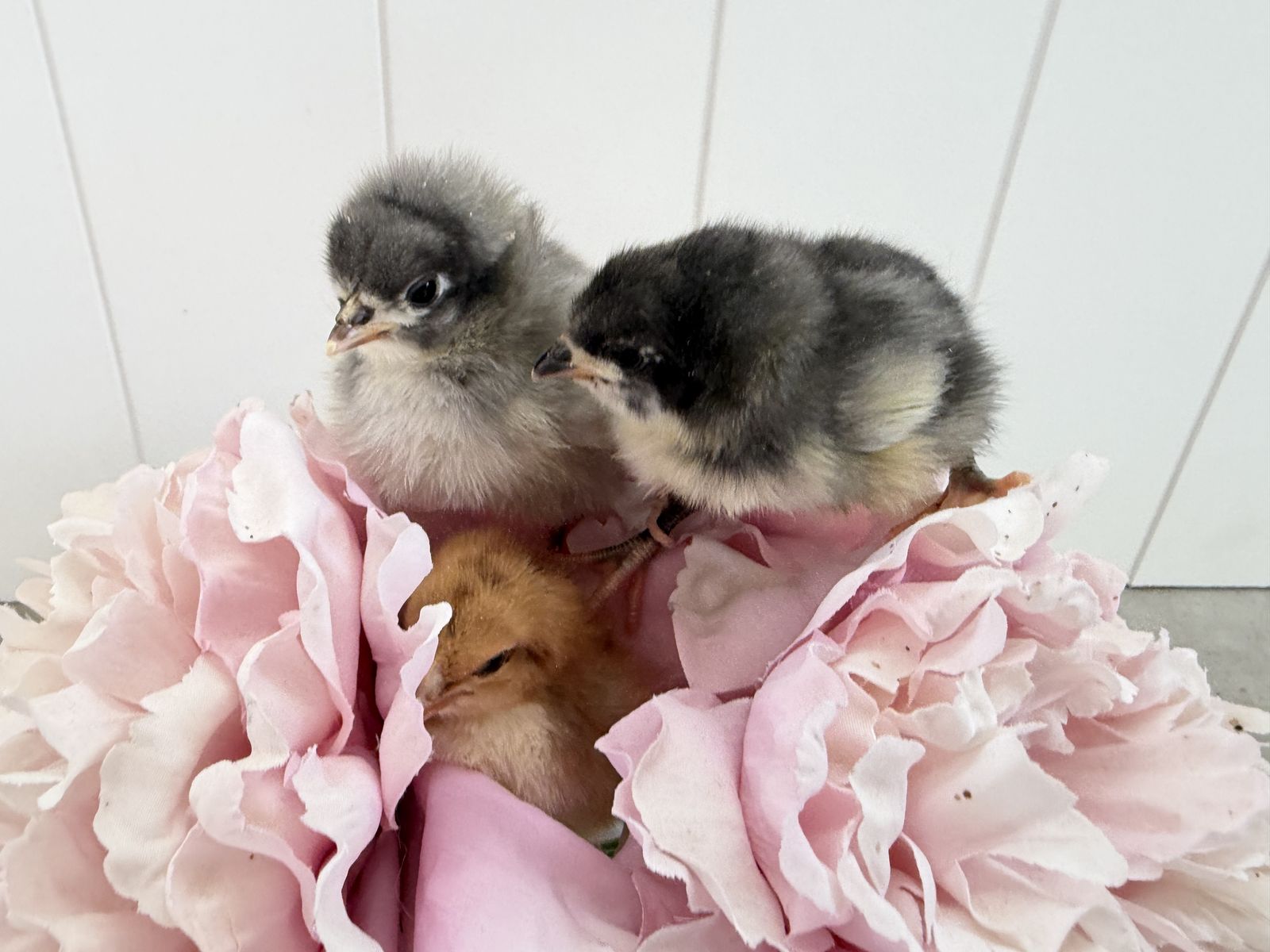 3 lavender Orpingtons sexed pullets for sale