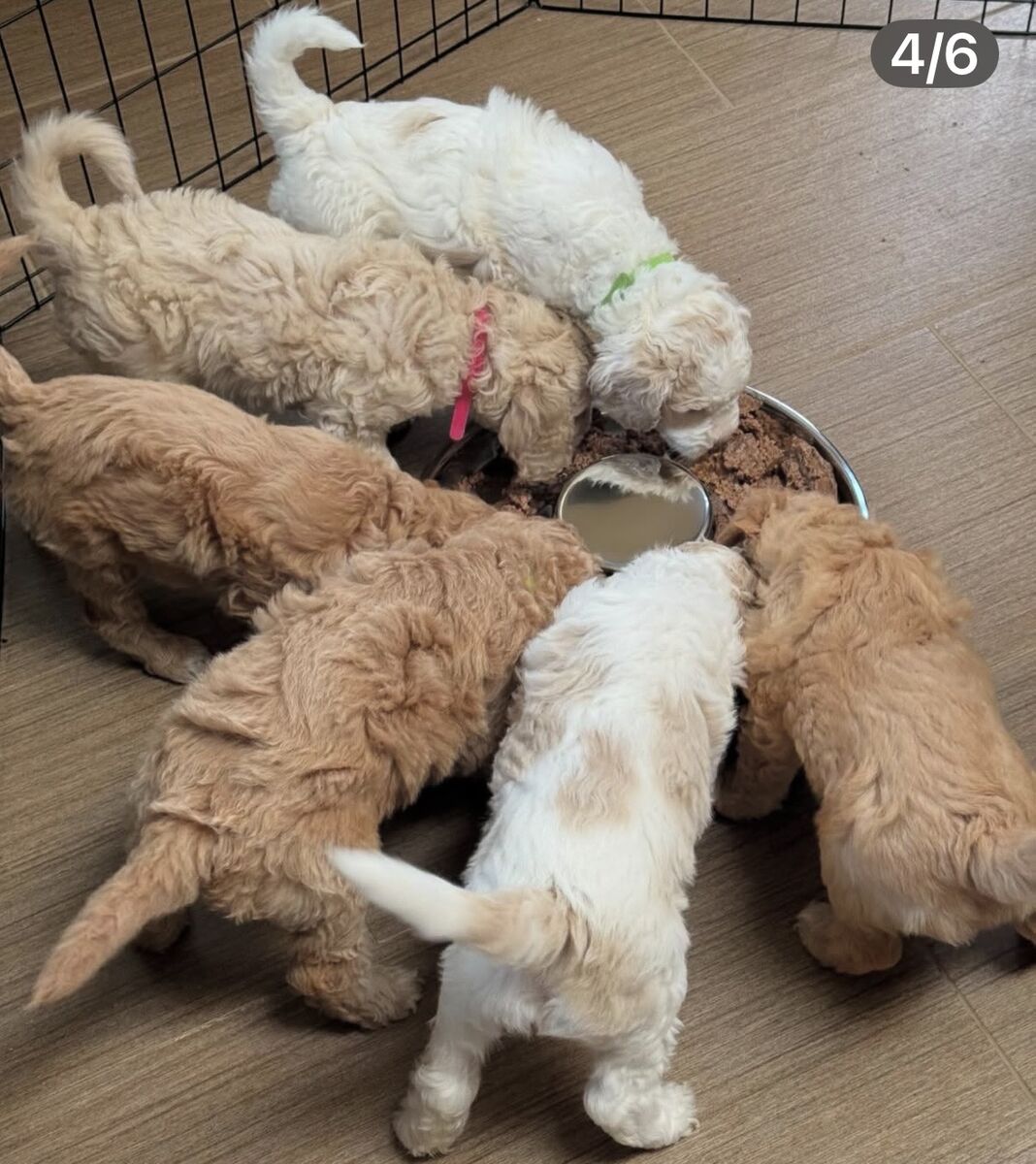 Goldendoodle puppies available for purchase!