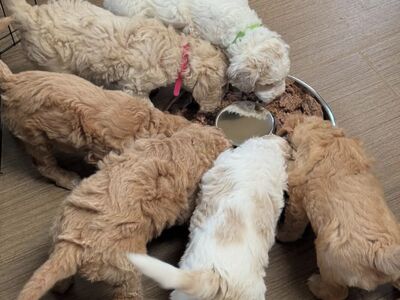 Goldendoodle puppies available for purchase!