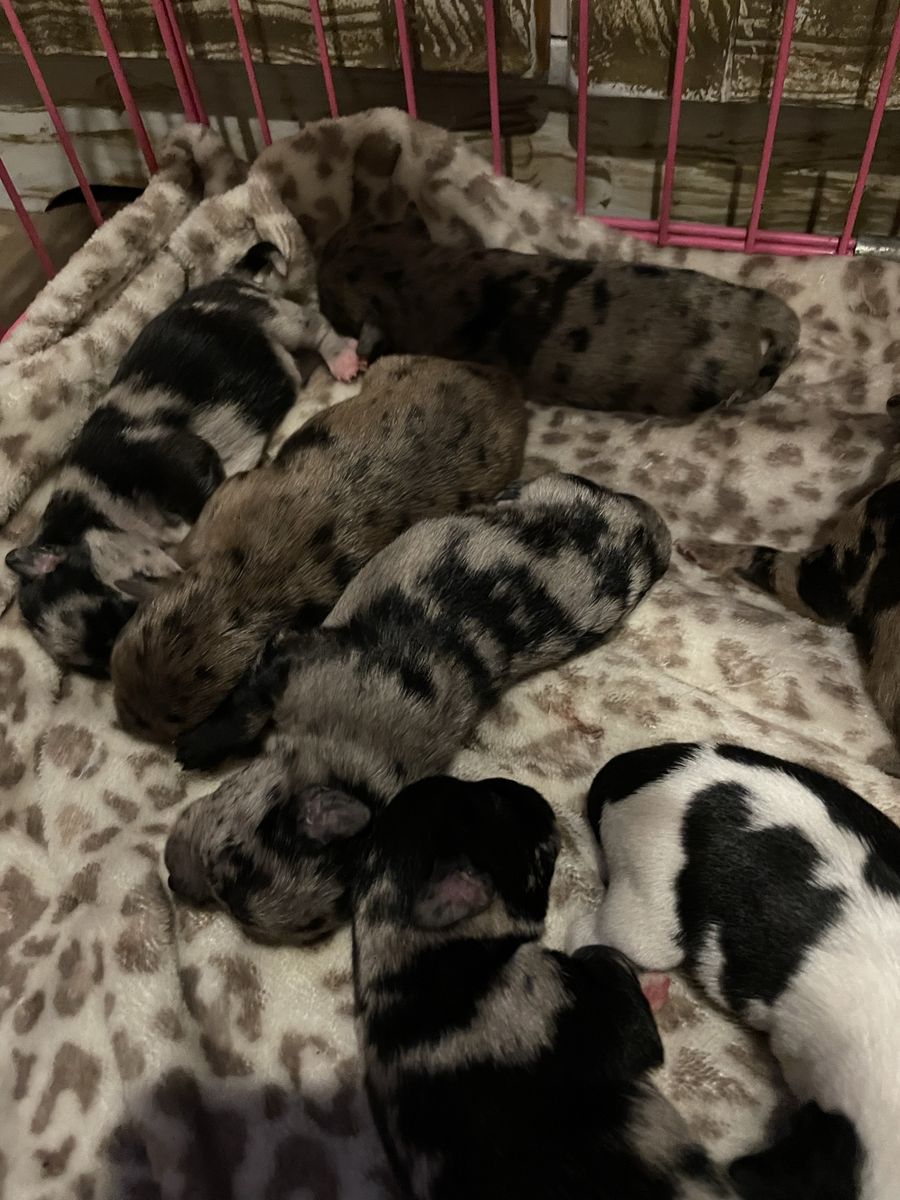 Chihuahua puppies
