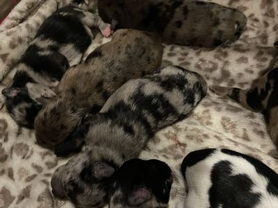 Chihuahua puppies