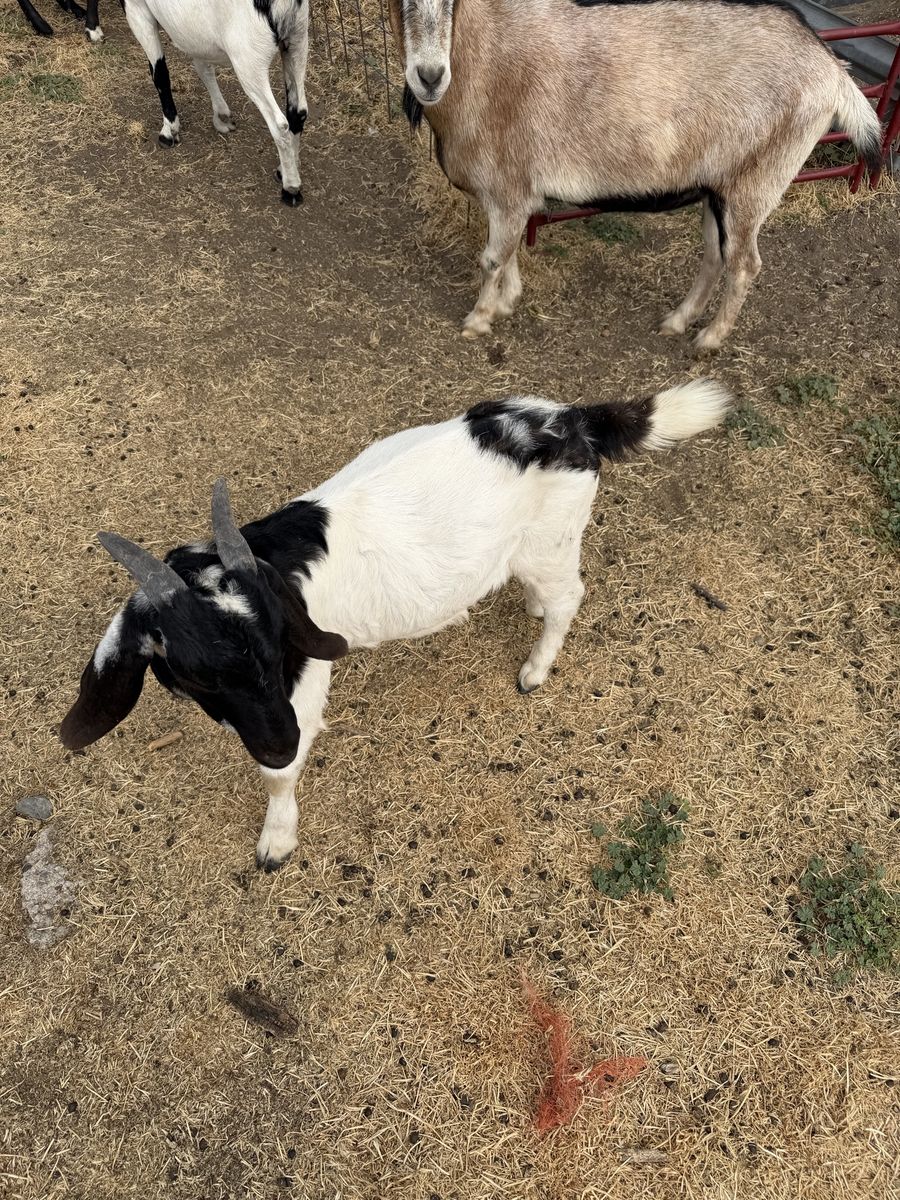 Boer wether for sale 