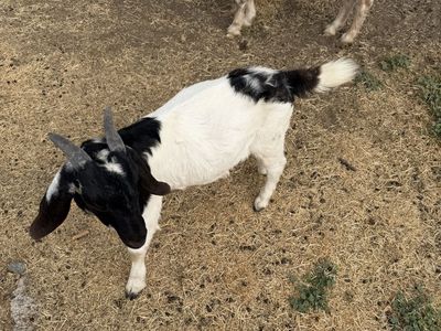Boer wether for sale