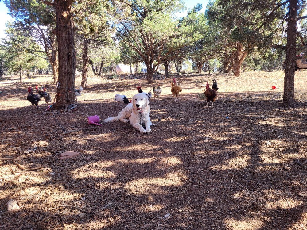 Great Pyrenees Livestock Guardian Dog