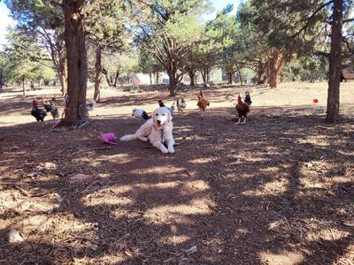 Great Pyrenees Livestock Guardian Dog