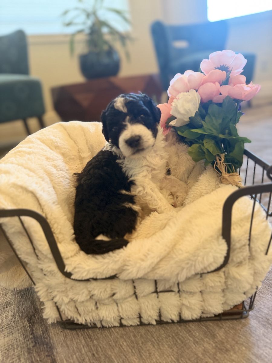Sweet Intelligent Bernedoodle Boy puppy
