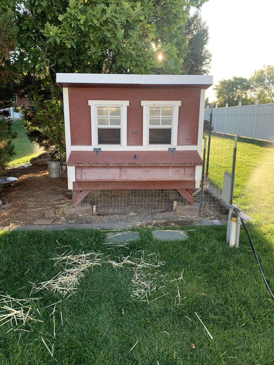 Amish built coop, 8 laying hens/ everything you need. 