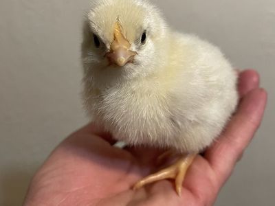 Golden Comet Chicks