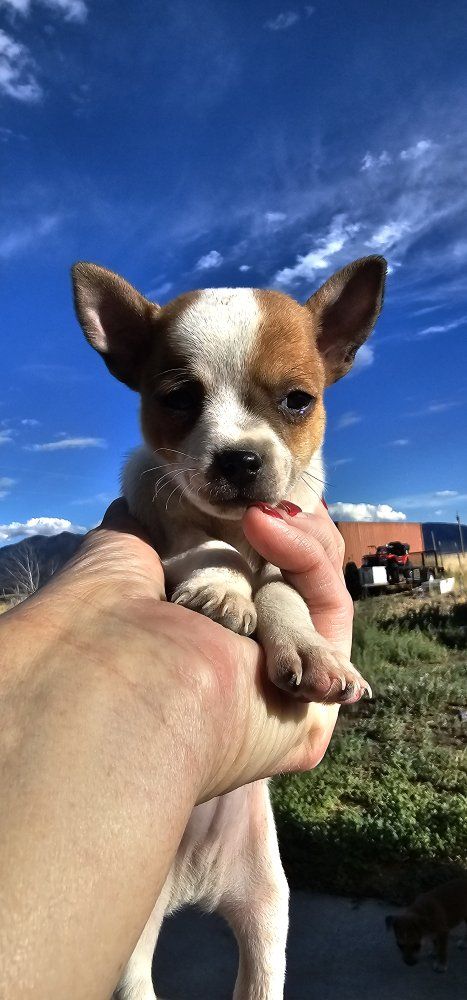 Chihuahua Puppies


