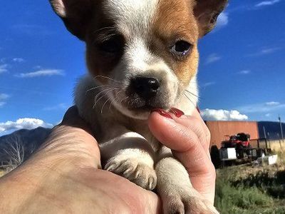 Chihuahua Puppies