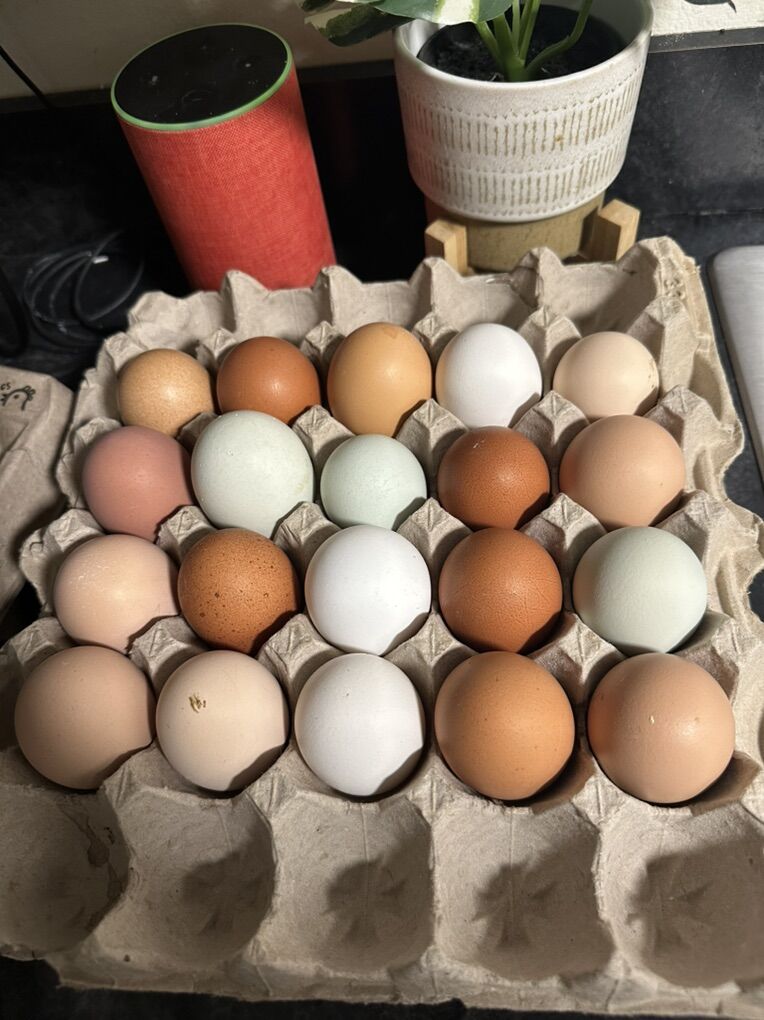 Straight Run Chicks For Sale