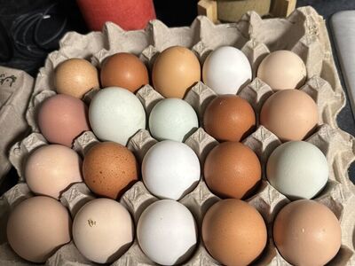 Straight Run Chicks For Sale