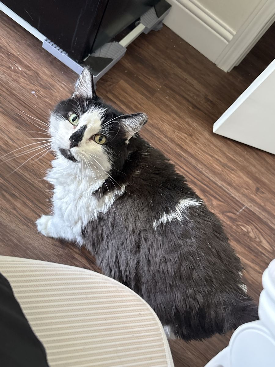 Lost Cat