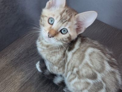 Darling Snow Mink TICA Bengal Kitten