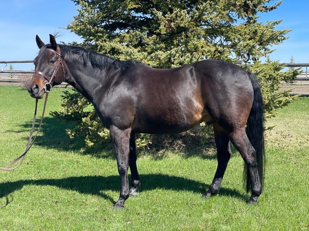 Registered Appaloosa Gelding – "Kobi" – The Ultimate All-Around Partner