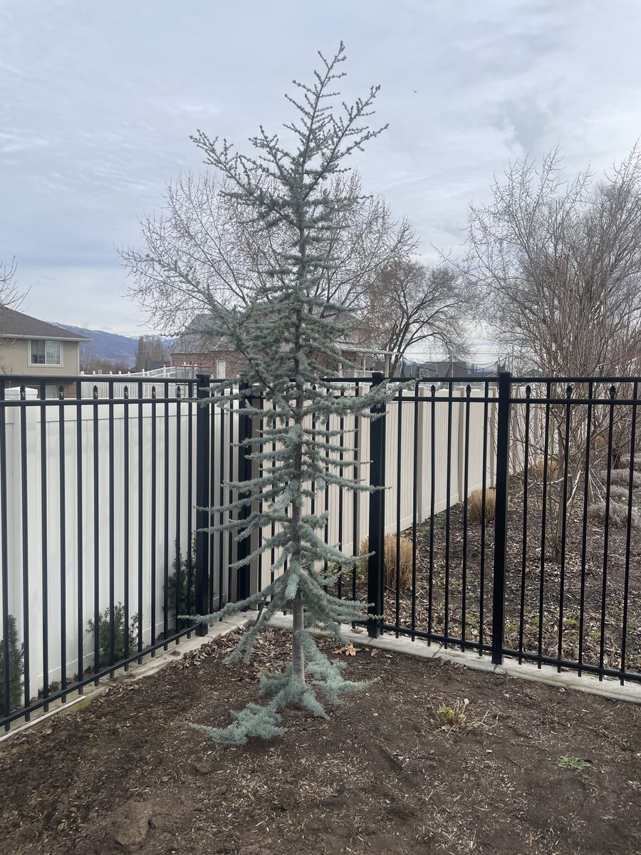 10' Blue Atlas Cedar Tree
