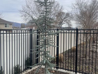 10' Blue Atlas Cedar Tree