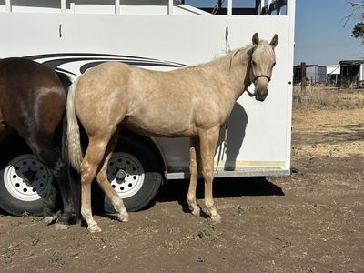 Nu Chex To Cash Yearling Filly