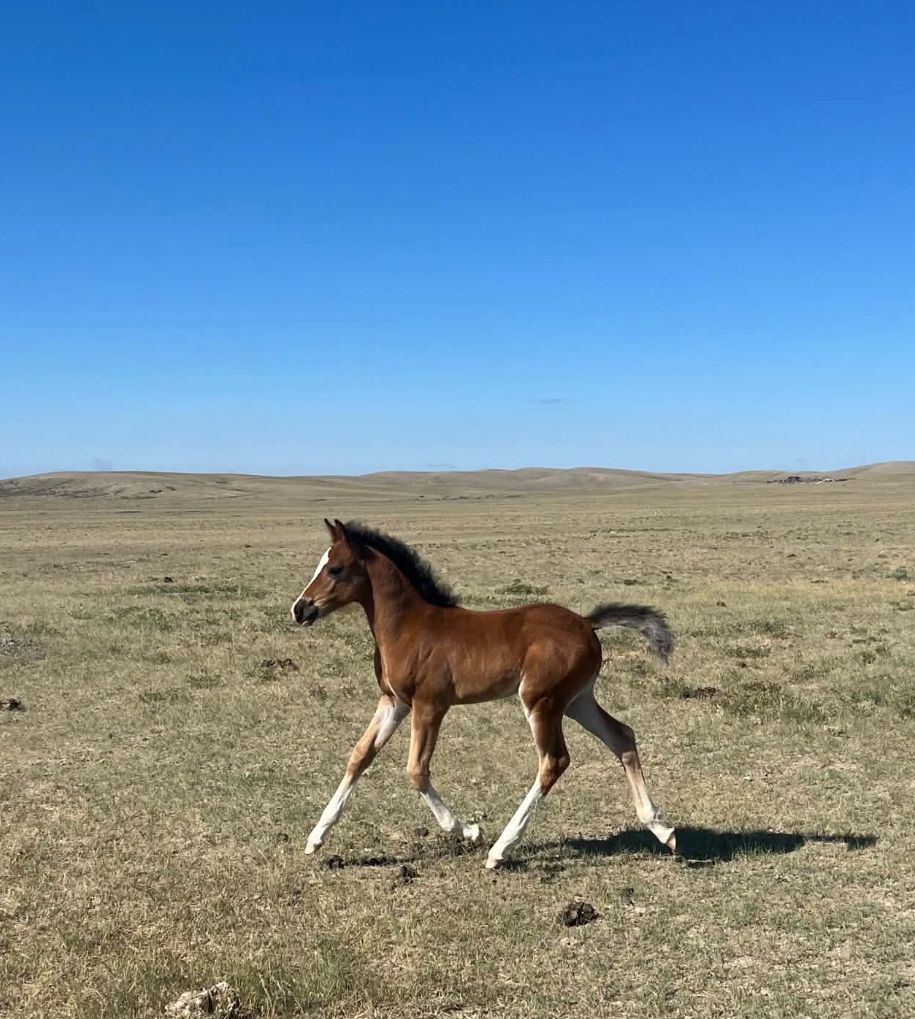Gorgeous Welsh/Arabian Filly