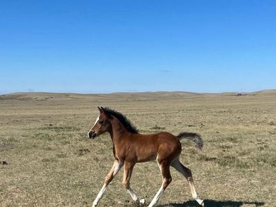 Gorgeous Welsh/Arabian Filly