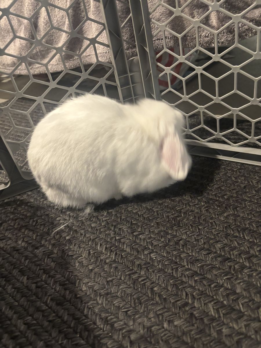Female Holland lop bunny FREE
