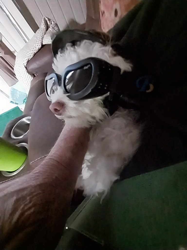 lost dog