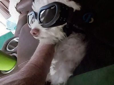 lost dog