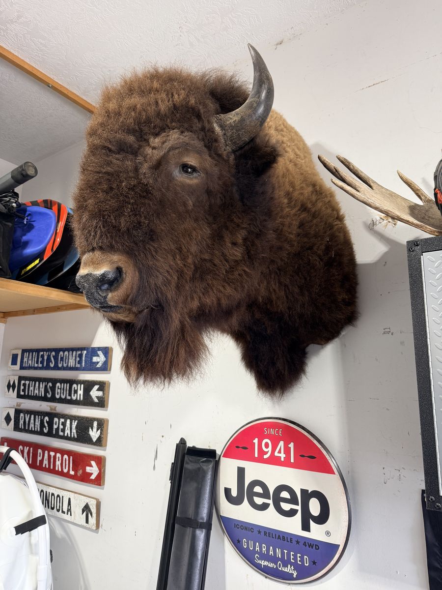 Bison Shoulder Mount