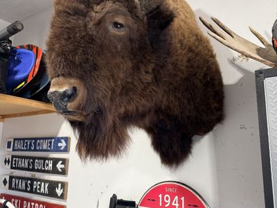 Bison Shoulder Mount