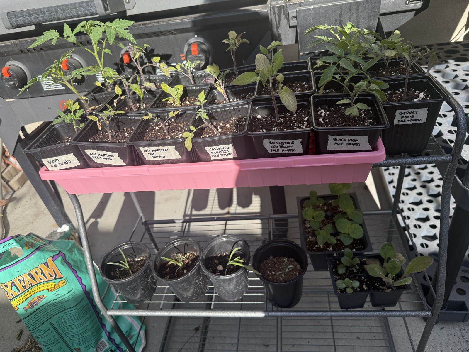 Seedling Sale - Saturday June 6th @ 8:00 am - $1.00