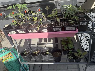 Seedling Sale - Saturday June 6th @ 8:00 am - $1.00