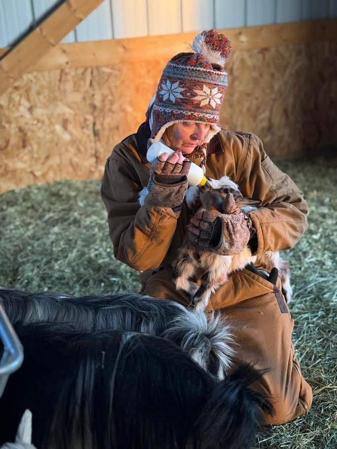 Adorable tiny mini silky fainting goat wether