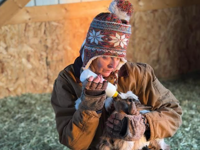 Adorable tiny mini silky fainting goat wether