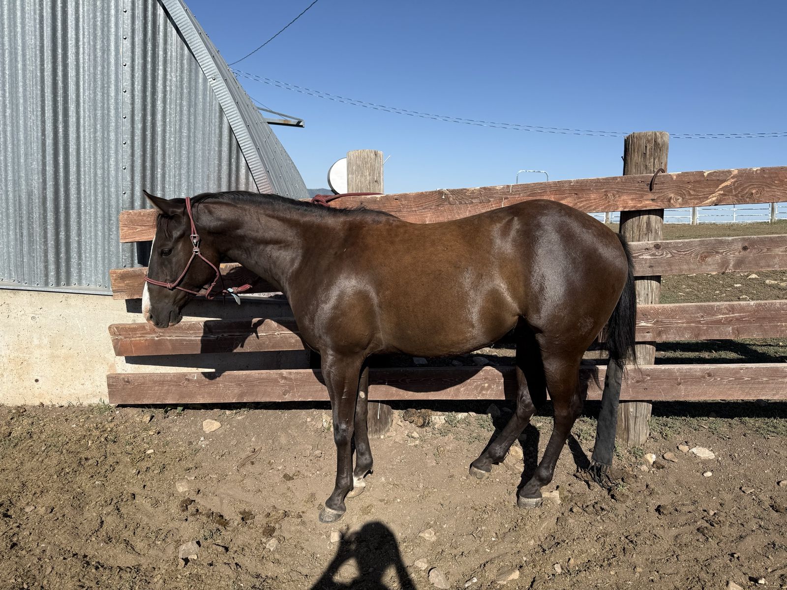 6 Yr Old Grade Gelding