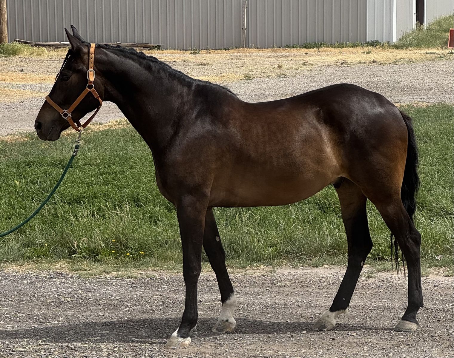 4 year old fancy Iberian Warmblood