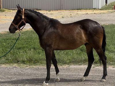 4 year old fancy Iberian Warmblood