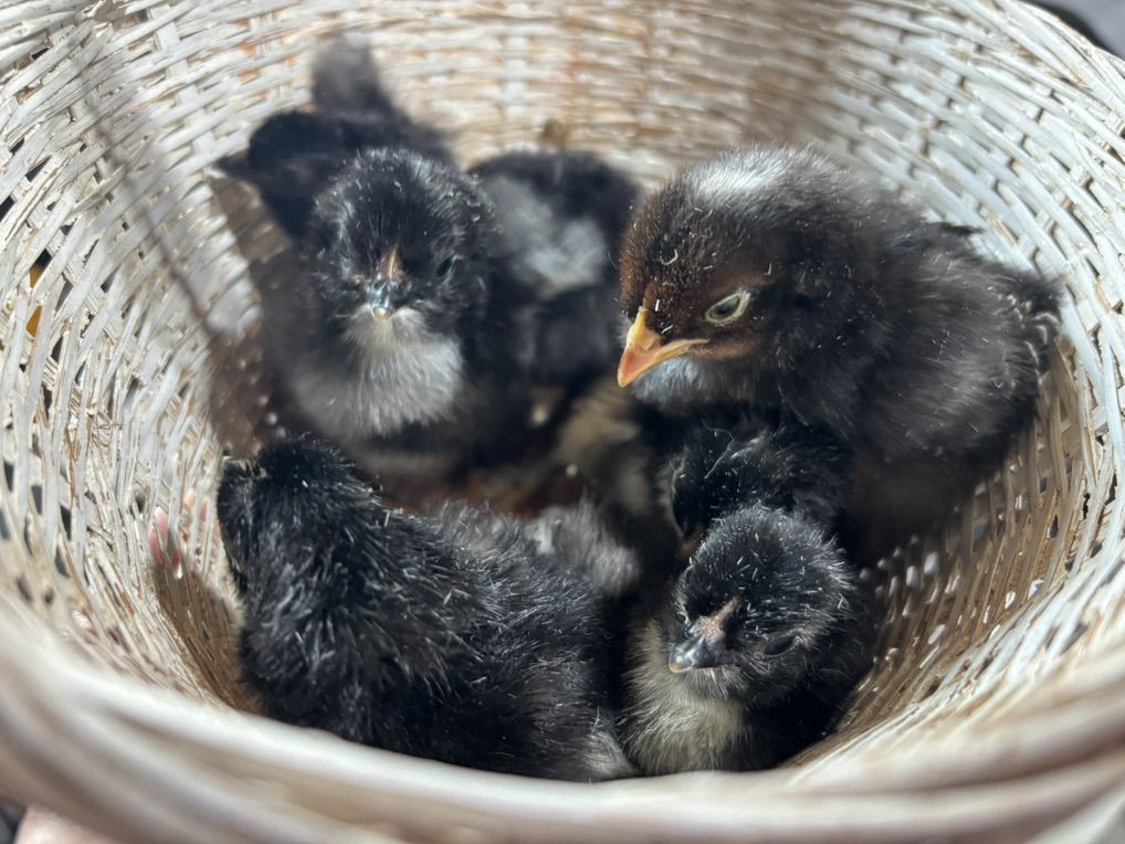 Olive Egger Chicks