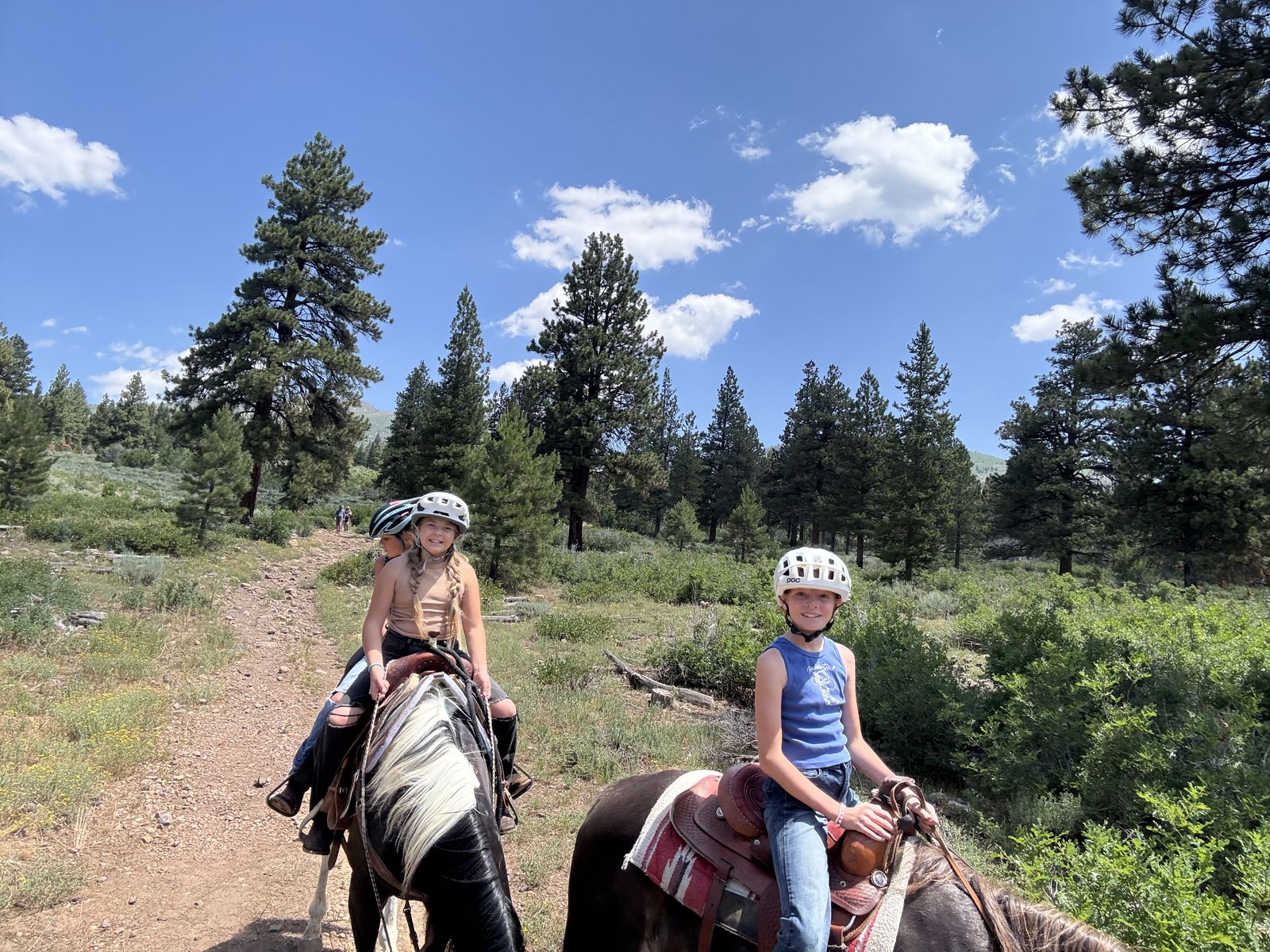 Great trail horse