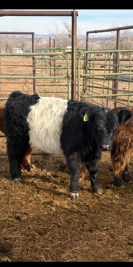 Purebred Belted  Galloway Bull