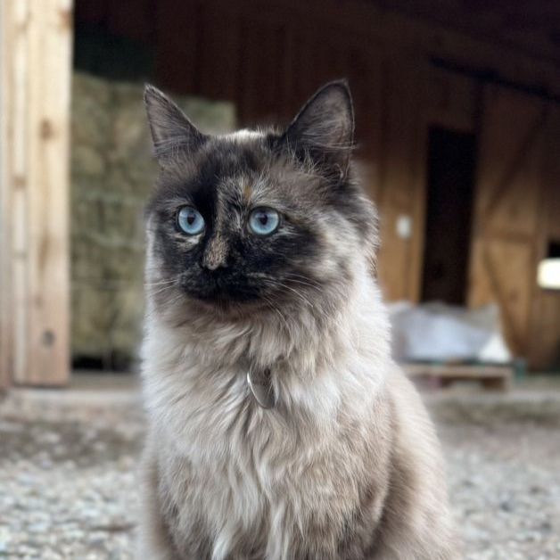 Chessie: Sweet Tortie Mink Female!! 1 Year Old
