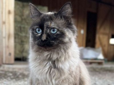 Chessie: Sweet Tortie Mink Female!! 1 Year Old