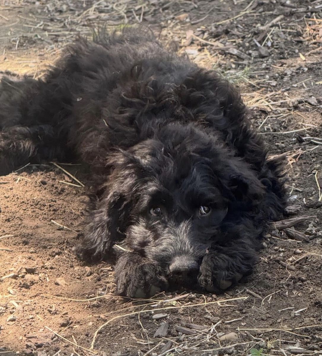 10 Month Old Goldendoodle!
