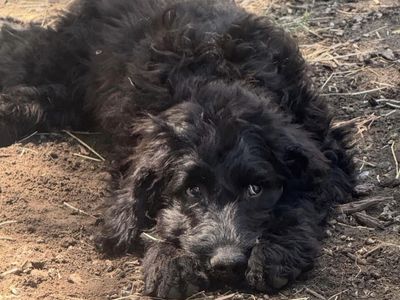 10 Month Old Goldendoodle!