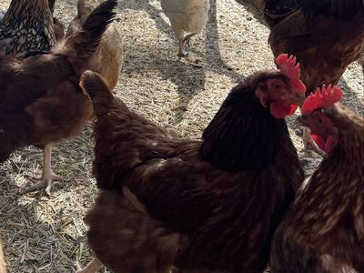 Laying Hens Under 1 Year