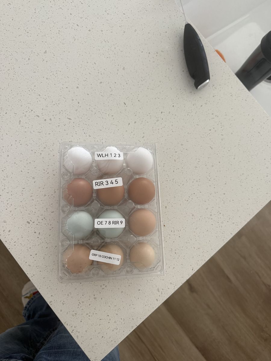 Rainbow DZN Hatching Eggs