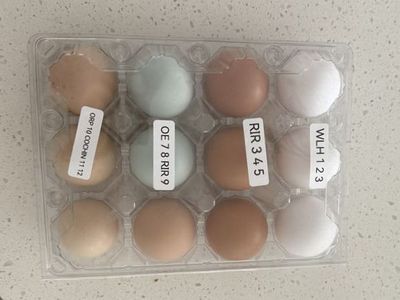 Rainbow DZN Hatching Eggs