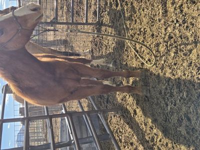 1 yr old sorrel AQHA colt