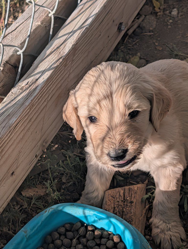 F1 Goldendoodle puppies