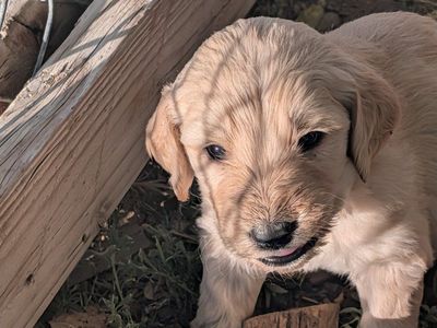 F1 Goldendoodle puppies
