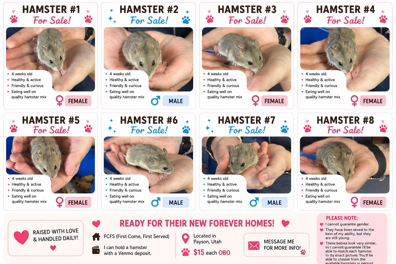 Baby hamsters 4 weeks old